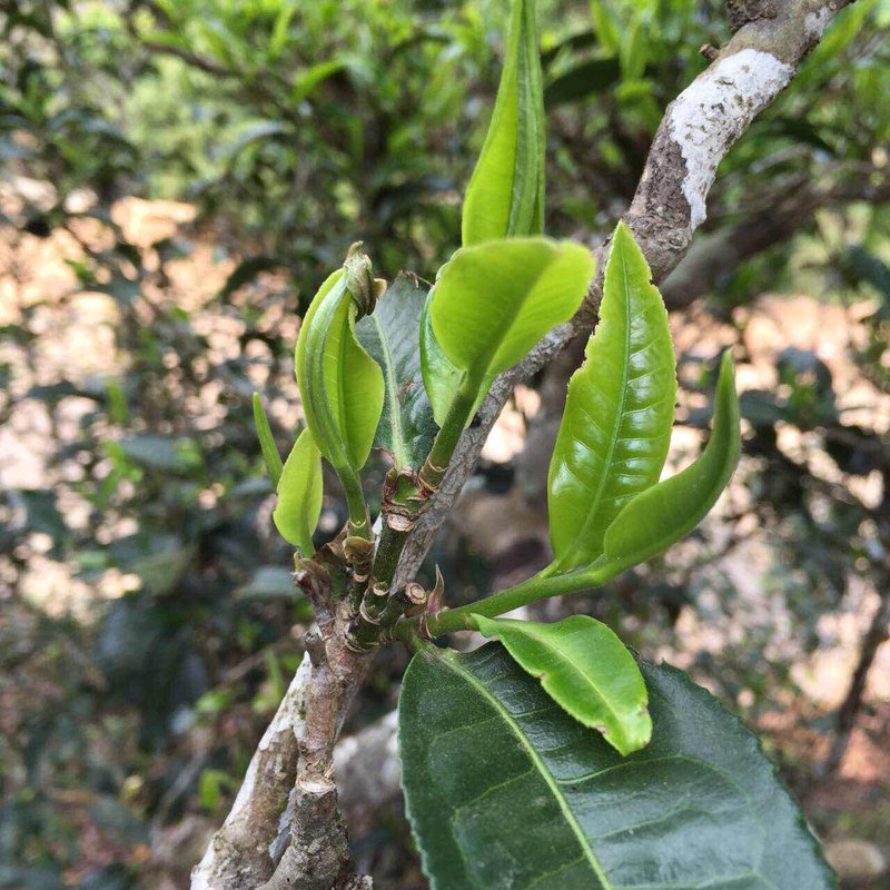 普洱茶批发入门指南：掌握这些技巧轻松开店